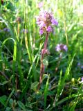 Thymus ovatus