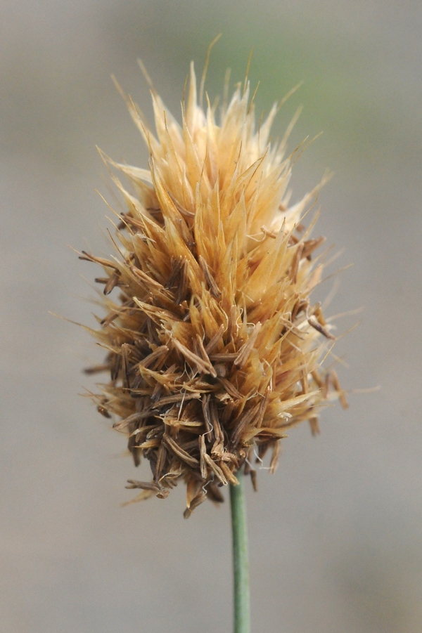 Image of Calamagrostis anthoxanthoides specimen.