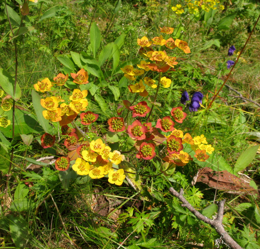 Изображение особи Bupleurum aureum ssp. porfirii.