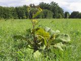 Inula helenium