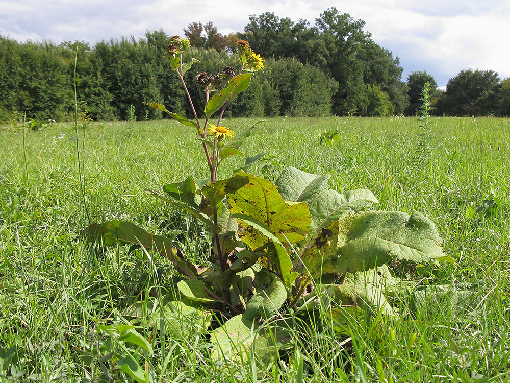 Изображение особи Inula helenium.