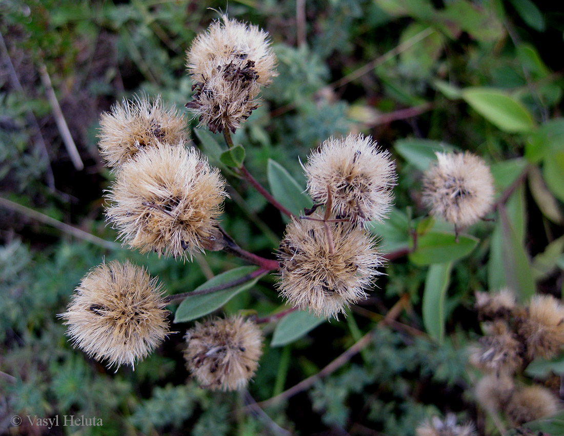 Image of Aster bessarabicus specimen.