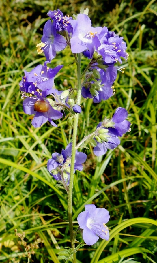 Изображение особи Polemonium caeruleum.