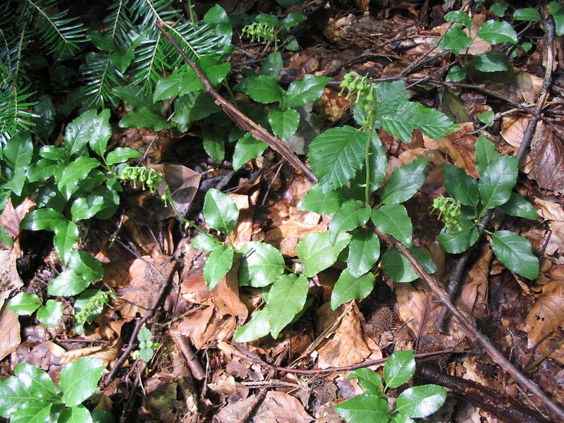 Image of Orthilia secunda specimen.