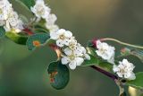 Cotoneaster oliganthus. Цветки (листья поражены ржавчинным грибом Gymnosporangium sp.). Южный Казахстан, хр. Каржантау, ущ. Кызылбулак, левый склон. 28.05.2013.