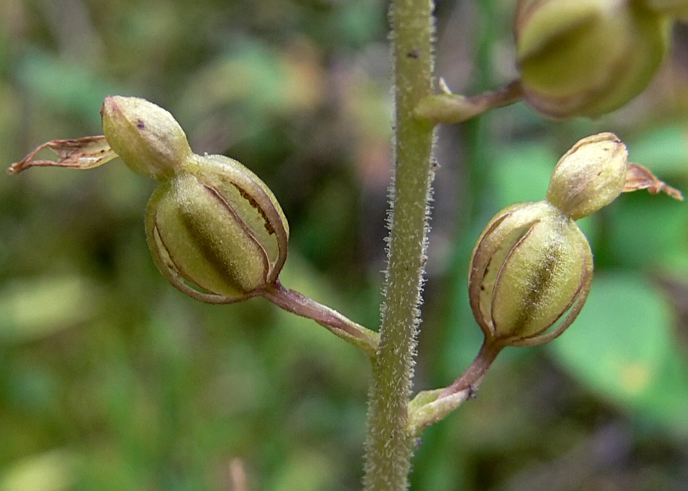 Изображение особи Listera ovata.