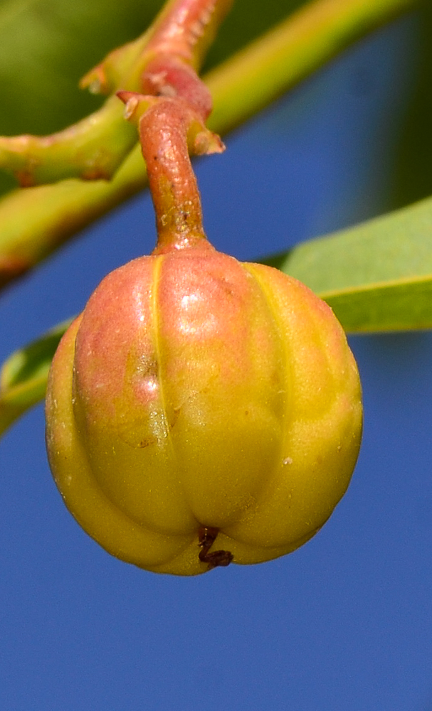 Image of Jatropha integerrima specimen.