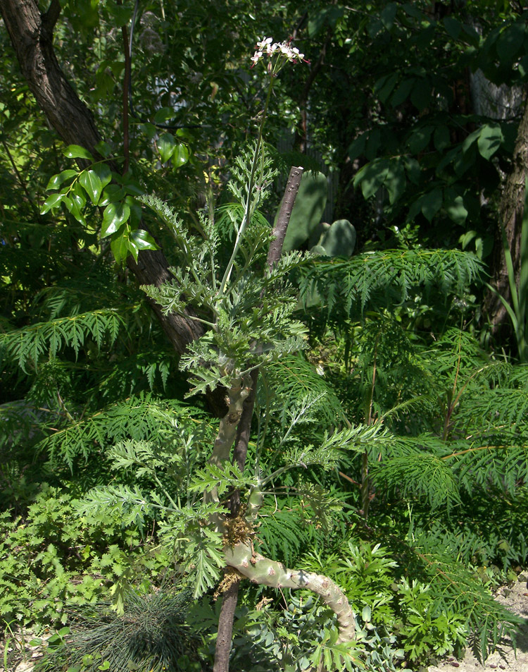 Изображение особи Pelargonium laxum.