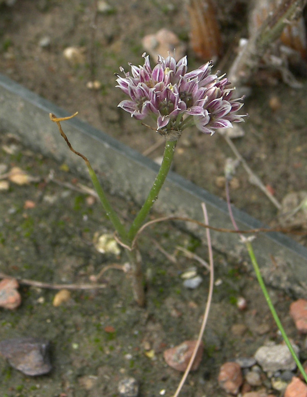 Image of Allium tauricola specimen.
