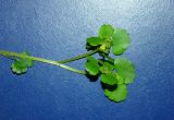 Chrysosplenium alternifolium