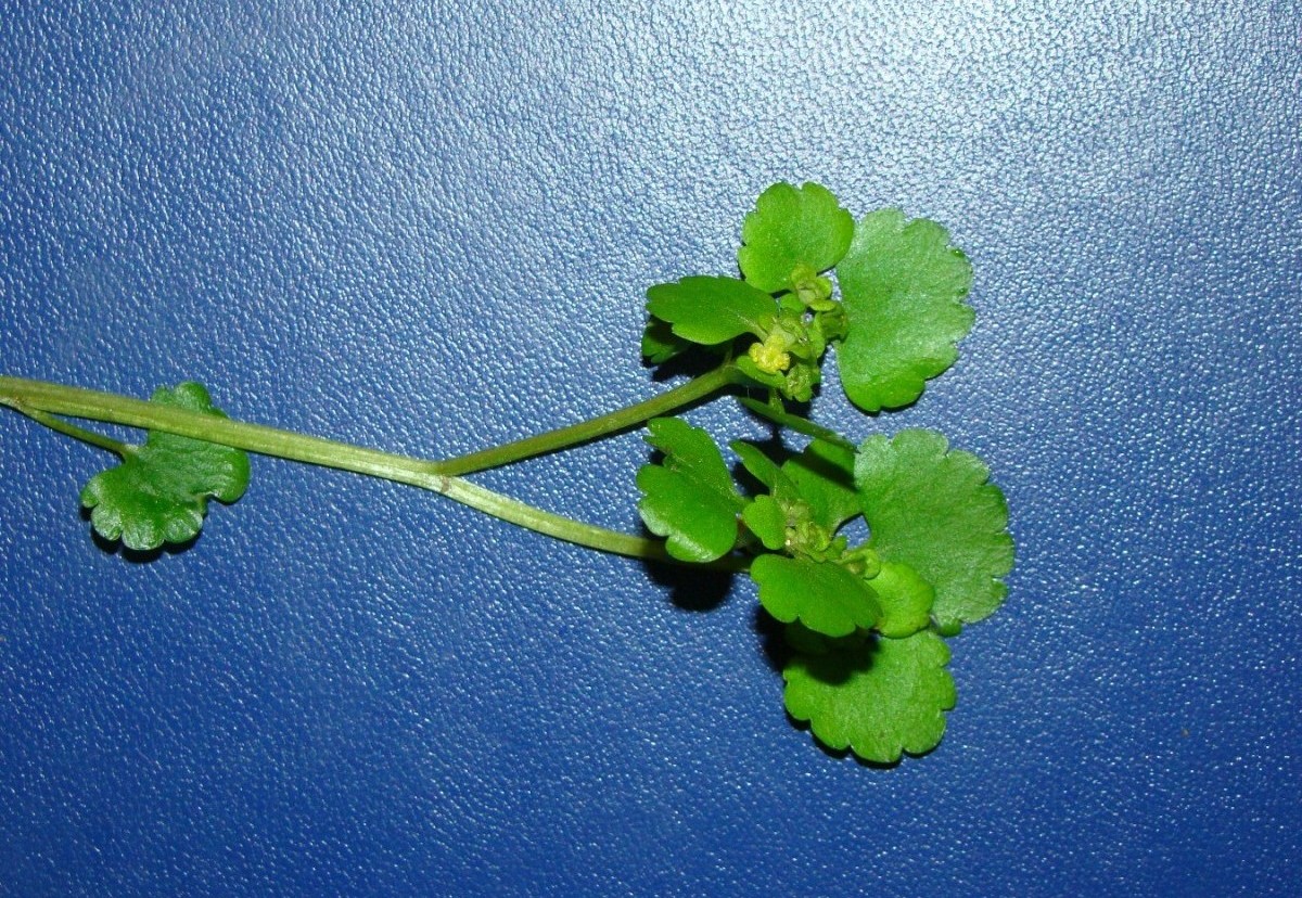 Image of Chrysosplenium alternifolium specimen.
