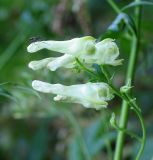 Aconitum lasiostomum