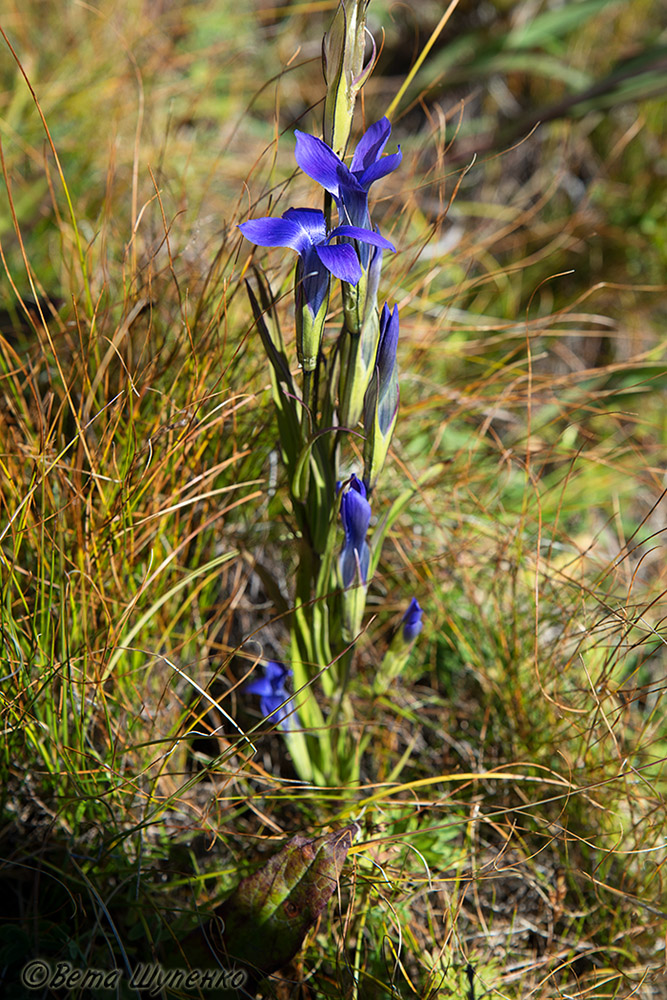 Изображение особи Gentianopsis barbata.