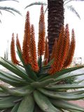 Aloe ferox. Верхушка цветущего растения. Израиль, г. Беэр-Шева, городское озеленение. 06.02.2014.