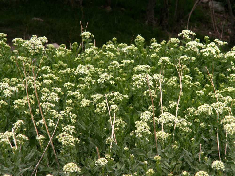 Изображение особи Cardaria repens.