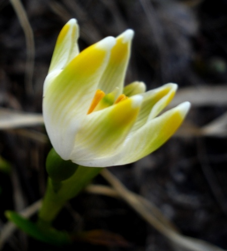 Изображение особи Leucojum vernum.