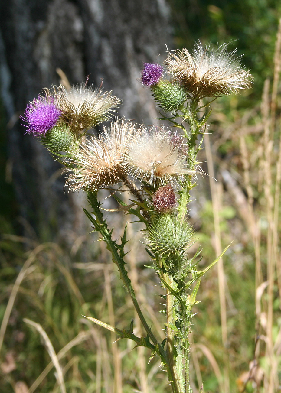 Изображение особи Cirsium vulgare.