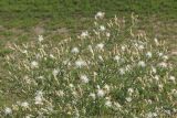 Centaurea diffusa