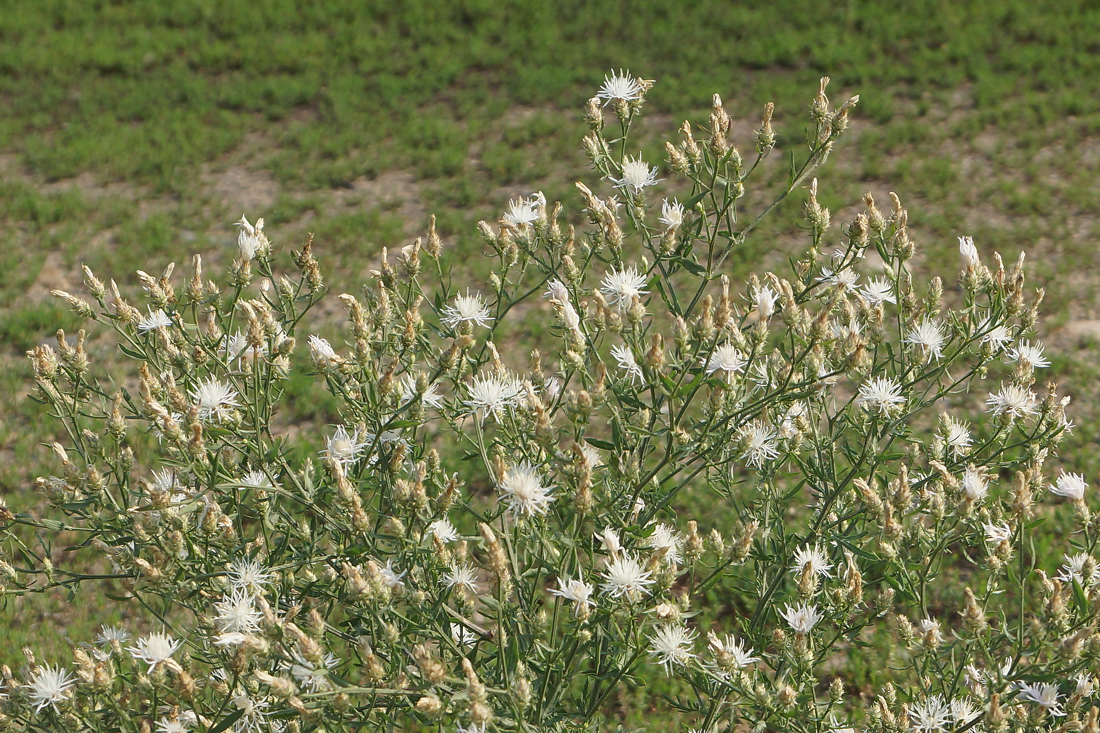 Изображение особи Centaurea diffusa.