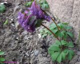 Corydalis solida