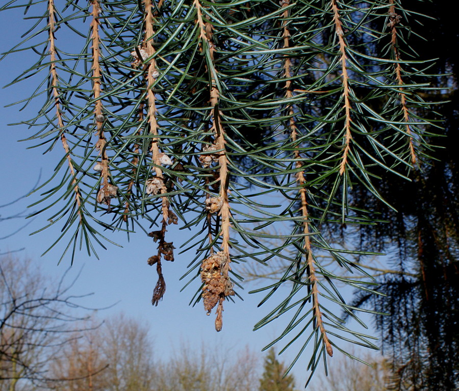 Изображение особи Picea breweriana.