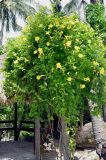 Pentalinon luteum