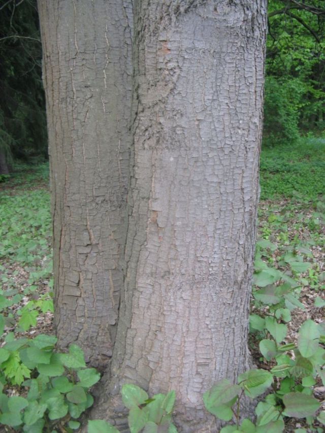 Image of Acer heldreichii specimen.