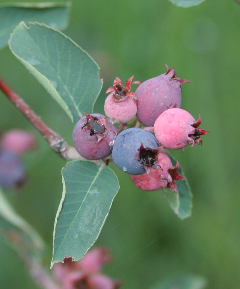 Image of Amelanchier ovalis specimen.
