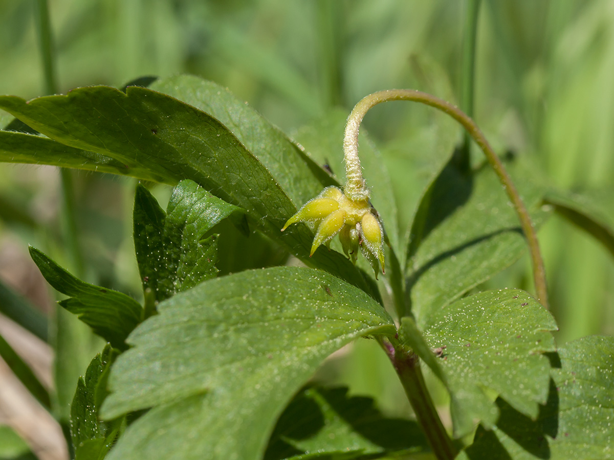 Image of Anemone nemorosa specimen.