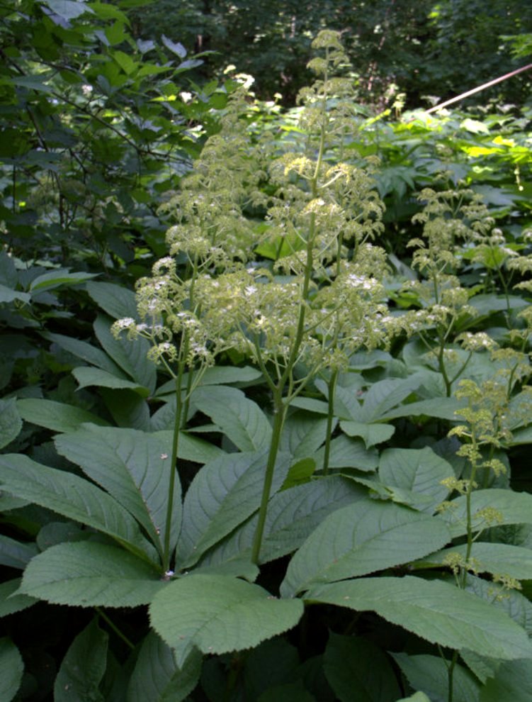 Изображение особи Rodgersia aesculifolia.