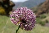 Allium stipitatum. Соцветие. Узбекистан, северный склон Туркестанского хребта, Зааминский национальный парк, урочище Еттикечув. 25.05.2014.