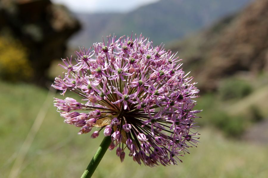 Изображение особи Allium stipitatum.