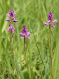 Polygala comosa. Верхушка цветущего растения. Украина, Львовская обл., Дрогобычский р-н, г. Трускавец, луг возле пруда Слоница. 05.06.2014.