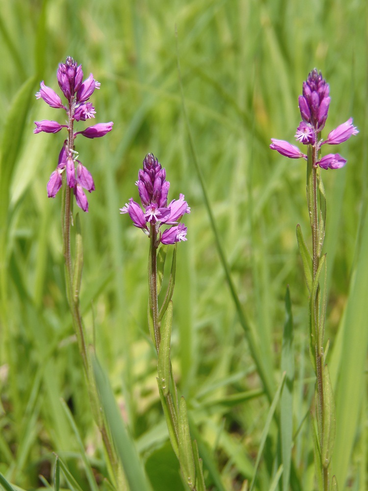 Изображение особи Polygala comosa.