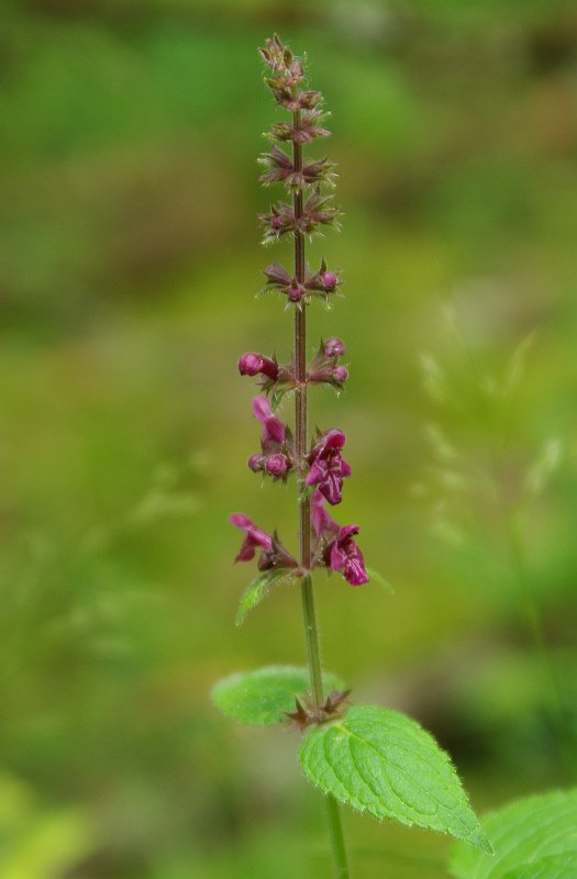 Image of Stachys sylvatica specimen.