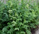 Agrimonia eupatoria. Растение в начале цветения. Германия, г. Дюссельдорф, Ботанический сад университета. 02.06.2014.