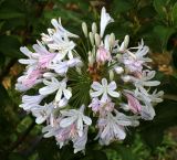 род Agapanthus
