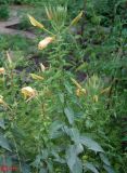 Oenothera glazioviana