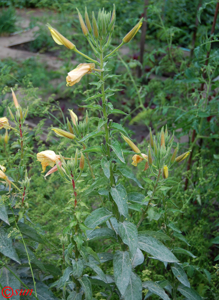 Изображение особи Oenothera glazioviana.