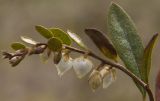 Chamaedaphne calyculata. Соцветие и листья. Тверская обл., Кимрский р-н, окр. дер. Ларцево, кустарничково-сфагновый сосняк. 10.05.2014.