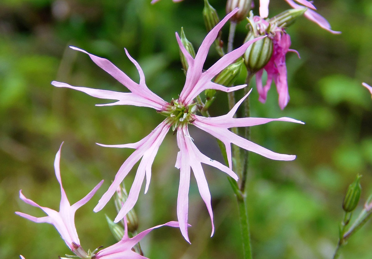 Изображение особи Coccyganthe flos-cuculi.