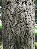 Acer negundo
