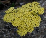 genus Achillea. Соцветие. Германия, г. Дюссельдорф, Ботанический сад университета. 03.07.2014.