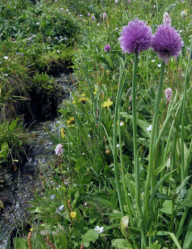 Изображение особи Allium schoenoprasum.