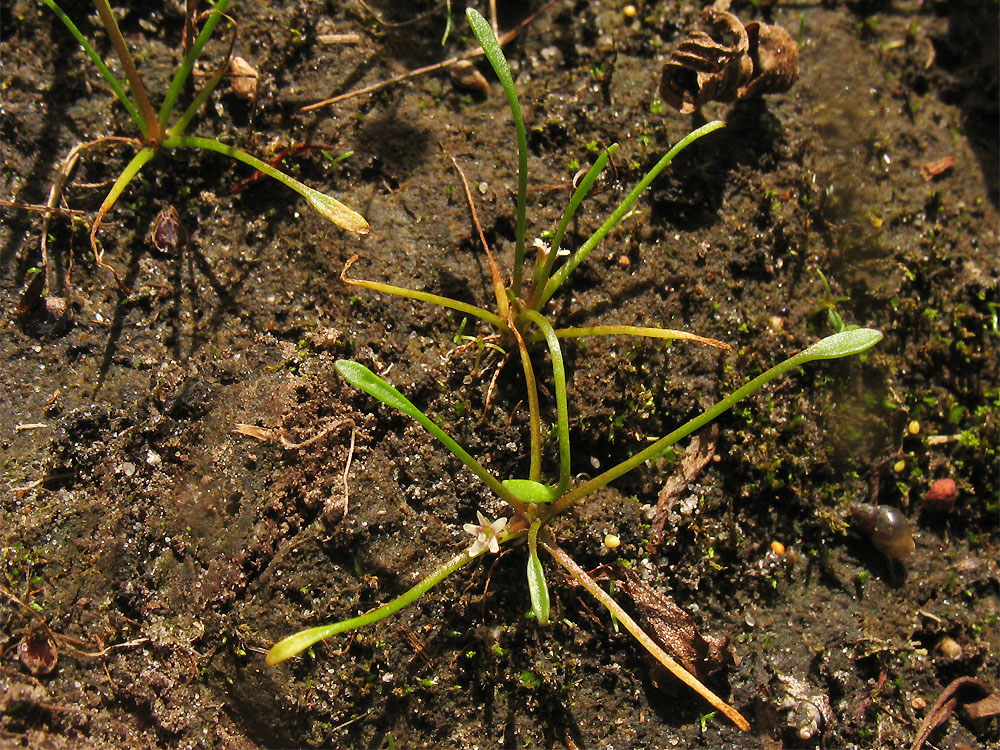 Image of Limosella aquatica specimen.