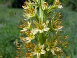 genus Eremurus. Часть соцветия. Узбекистан, г. Ташкент, Ботанический сад им. Ф.Н. Русанова. 27.04.2008.