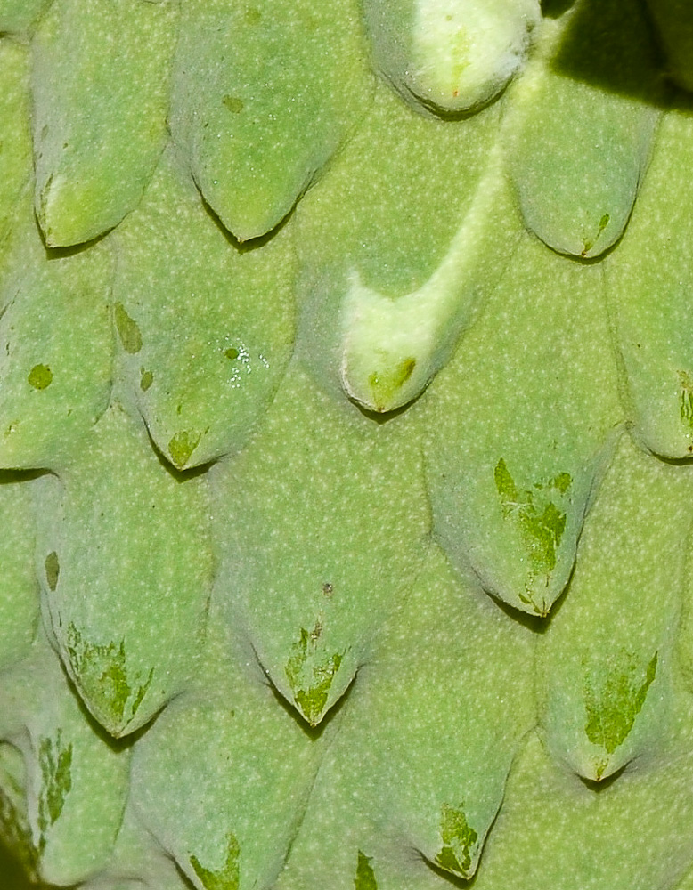 Image of Annona &times; atemoya specimen.