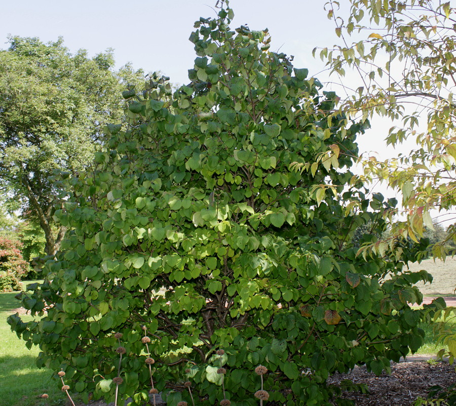 Image of Syringa reticulata specimen.
