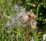 Cirsium heterophyllum. Верхушка плодоносящего растения. Московская обл., Раменский р-н, окр. ж.-д. платформы Хрипань, просека под ЛЭП. 13.07.2014.
