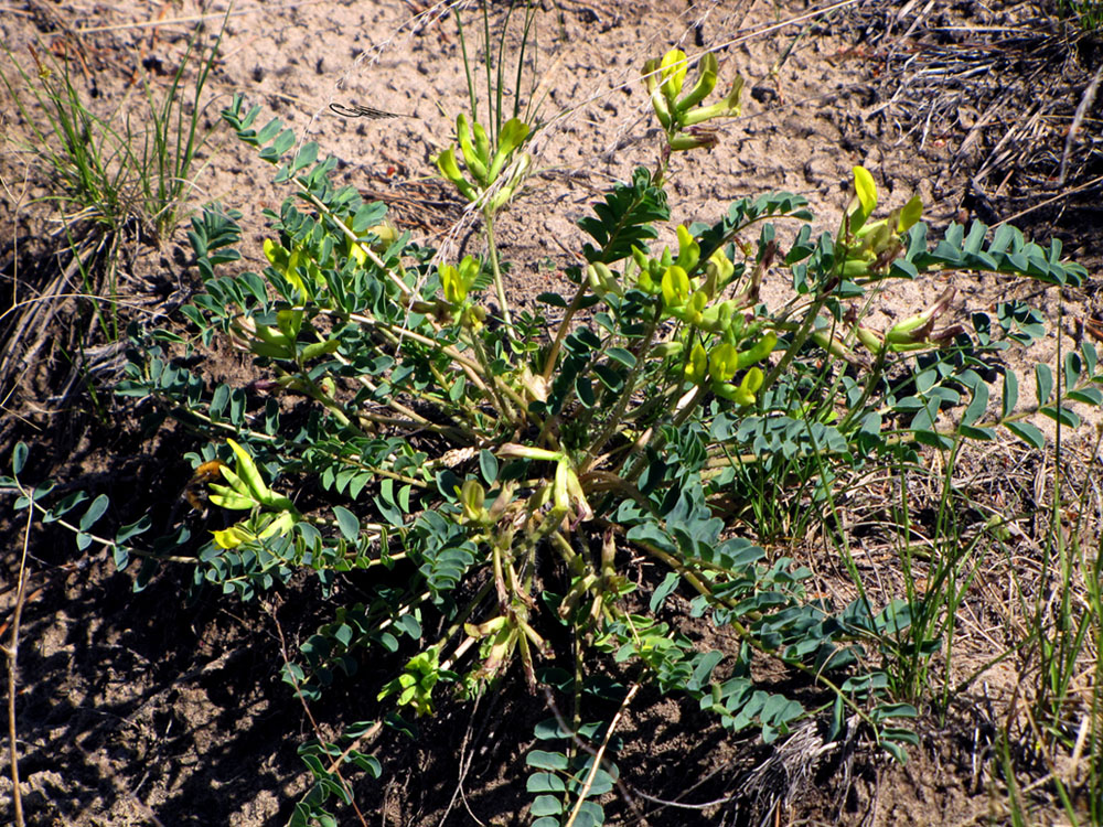 Изображение особи Astragalus altaicola.